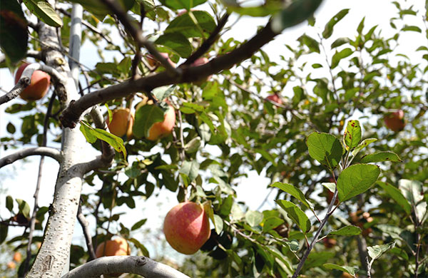 예산사과와인(은성농원) 양조장 사과