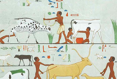 이집트의 낙농관련 벽화
