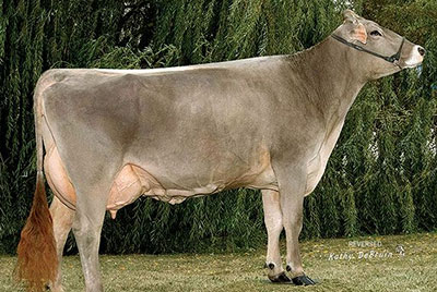 브라운 스위스종(Brown Swiss)