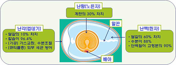 달걀 내부