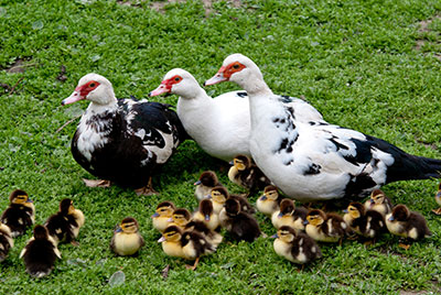 머스코비(Muscovy)