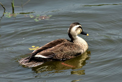 말라드(Mallard)