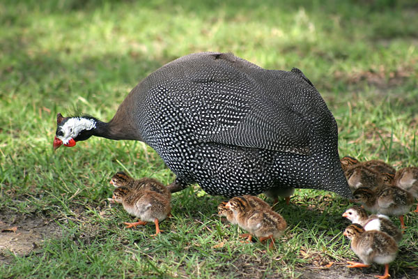 호로새(Guinea fowl) ‘뿔닭’