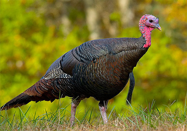 칠면조(Turkey) ‘七面鳥’