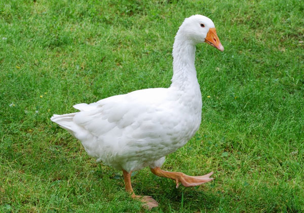 거위(goose)