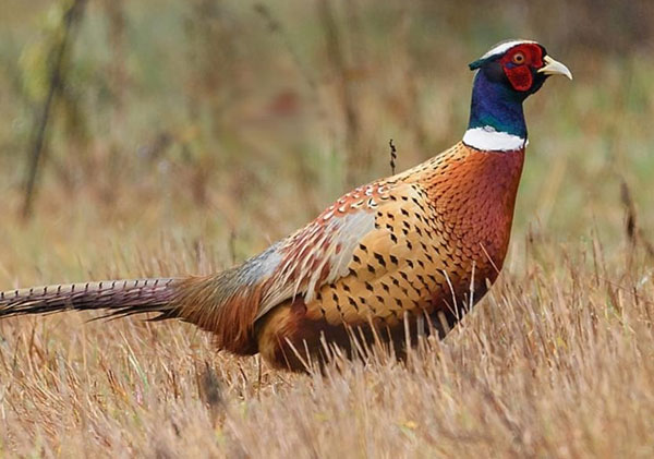 꿩(pheasant)