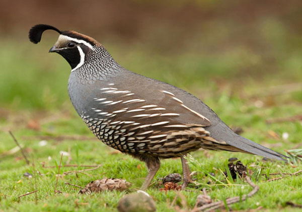 캘리포니아 메추라기(California quail)