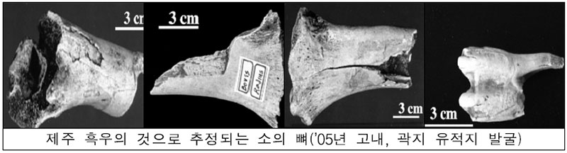 제주 흑우 뼈