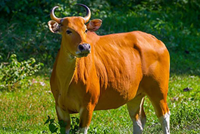 반탱(Banteng)