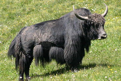 야크(Yak)