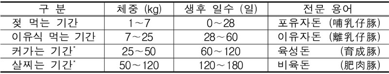 돼지의 사육 단계