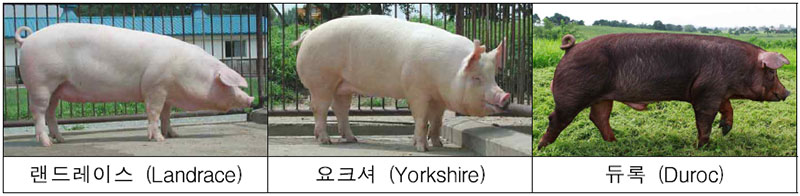 돼지 품종
