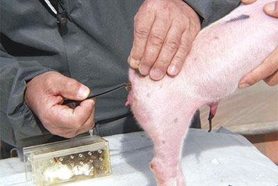 봉독(蜂毒)을 이용한 돼지 치료