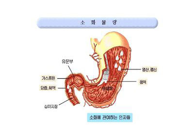 소화불량증