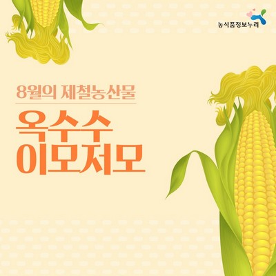 제철을 맞은 ‘초당옥수수’에 대해 알아보아요.