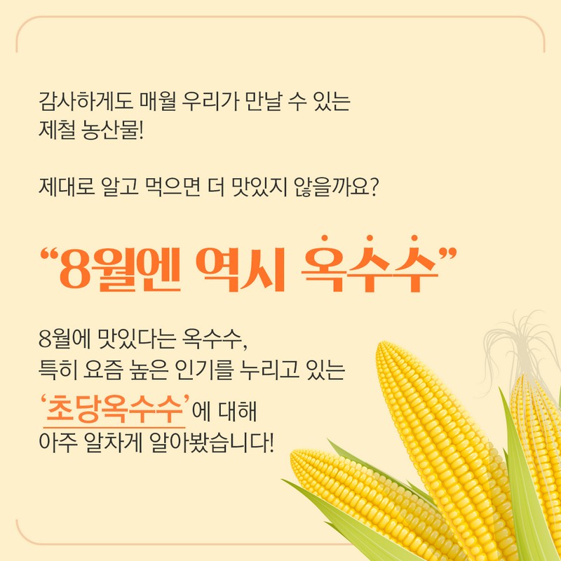 제철을 맞은 ‘초당옥수수’에 대해 알아보아요. 사진 2번