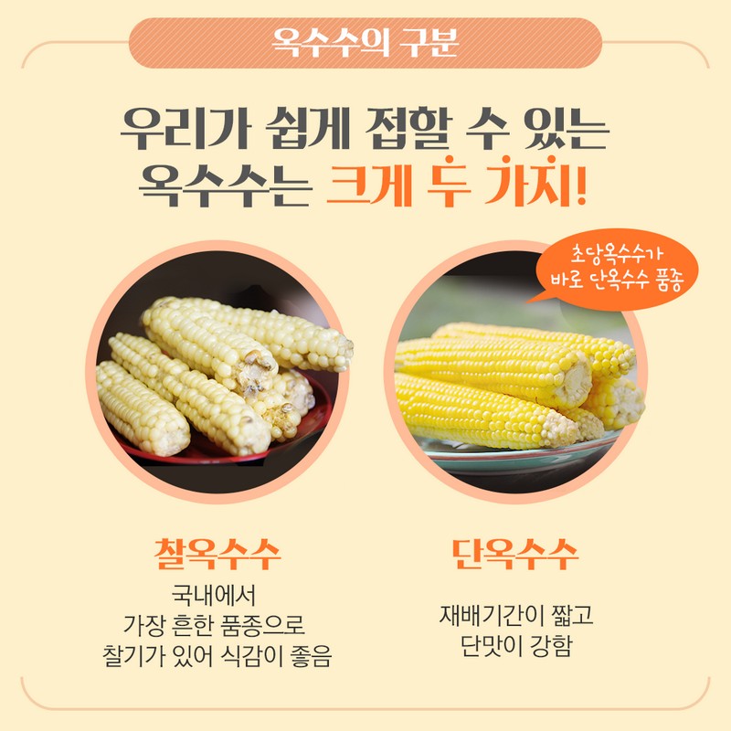 제철을 맞은 ‘초당옥수수’에 대해 알아보아요. 사진 3번