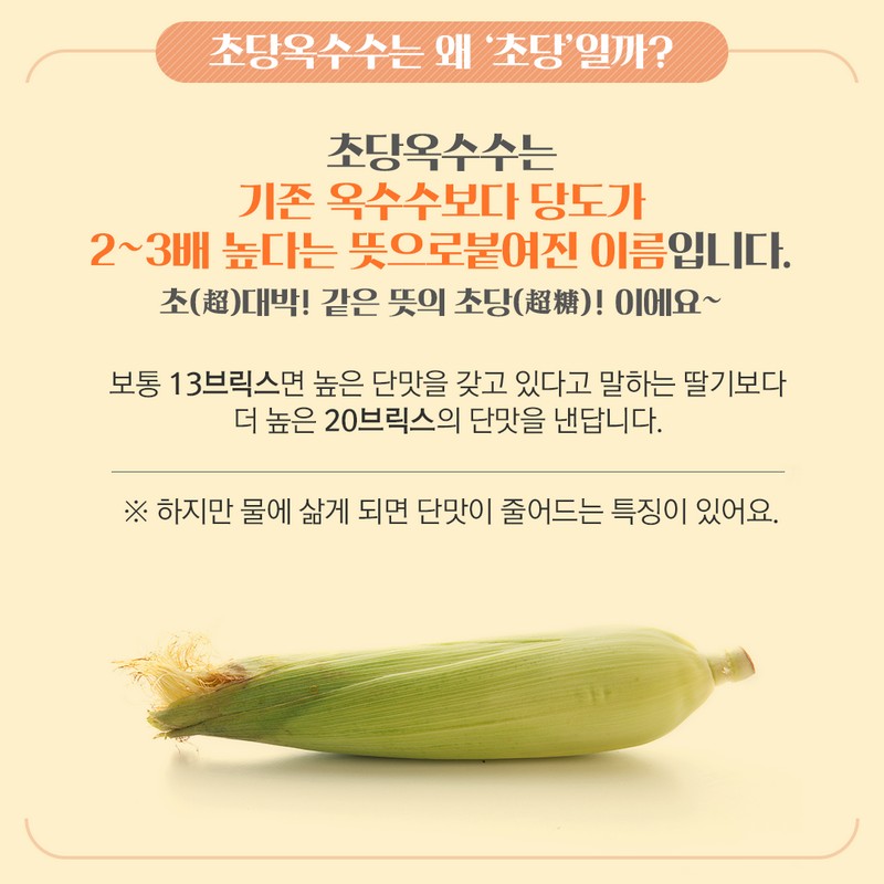 제철을 맞은 ‘초당옥수수’에 대해 알아보아요. 사진 4번