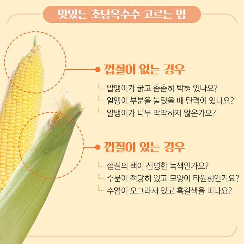 제철을 맞은 ‘초당옥수수’에 대해 알아보아요. 사진 5번