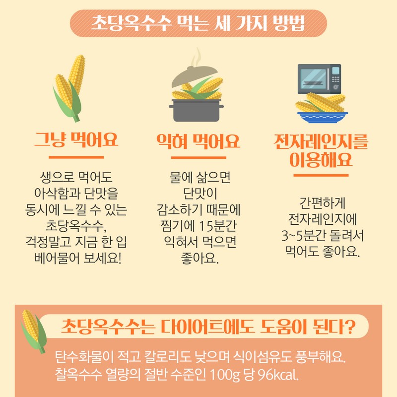 제철을 맞은 ‘초당옥수수’에 대해 알아보아요. 사진 6번