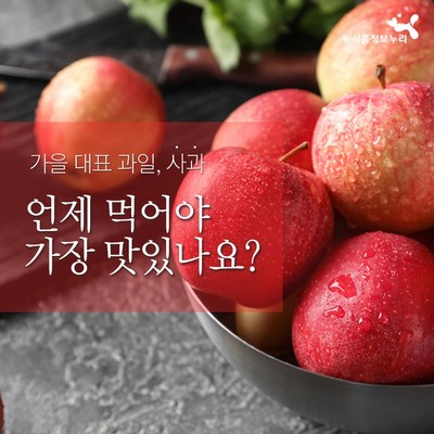 사과의 종류별 수확시기를 통해 가장 맛있는 사과철을 알아보자!
