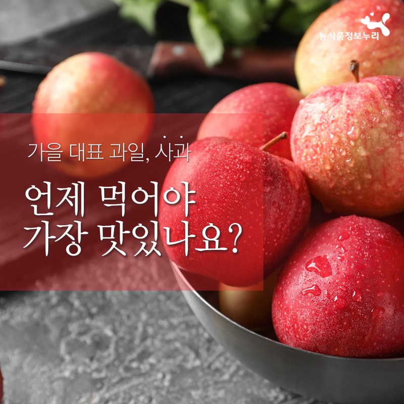 사과의 종류별 수확시기를 통해 가장 맛있는 사과철을 알아보자! 사진 1번