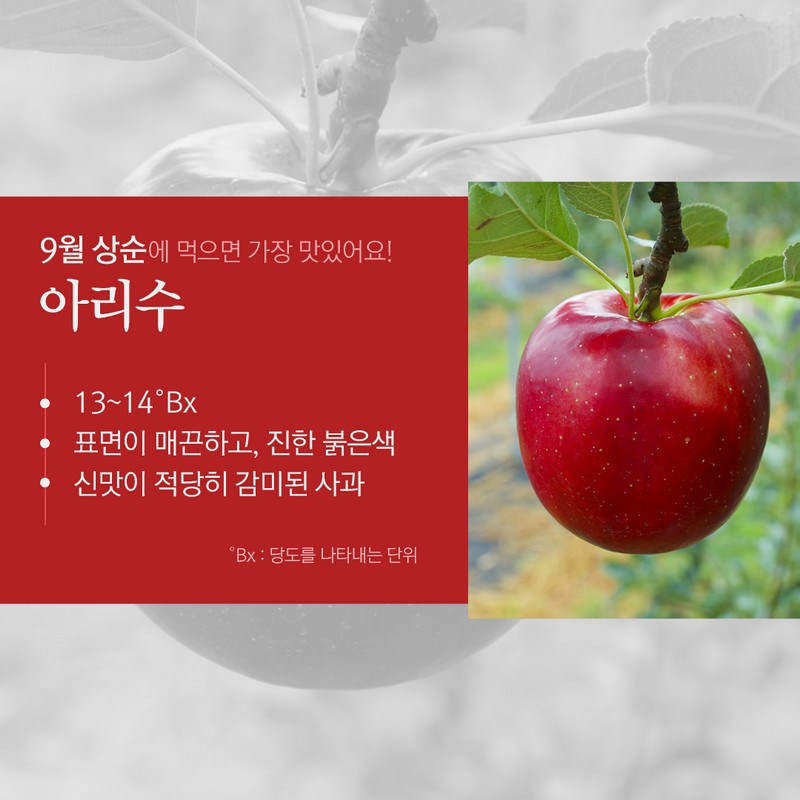 사과의 종류별 수확시기를 통해 가장 맛있는 사과철을 알아보자! 사진 4번
