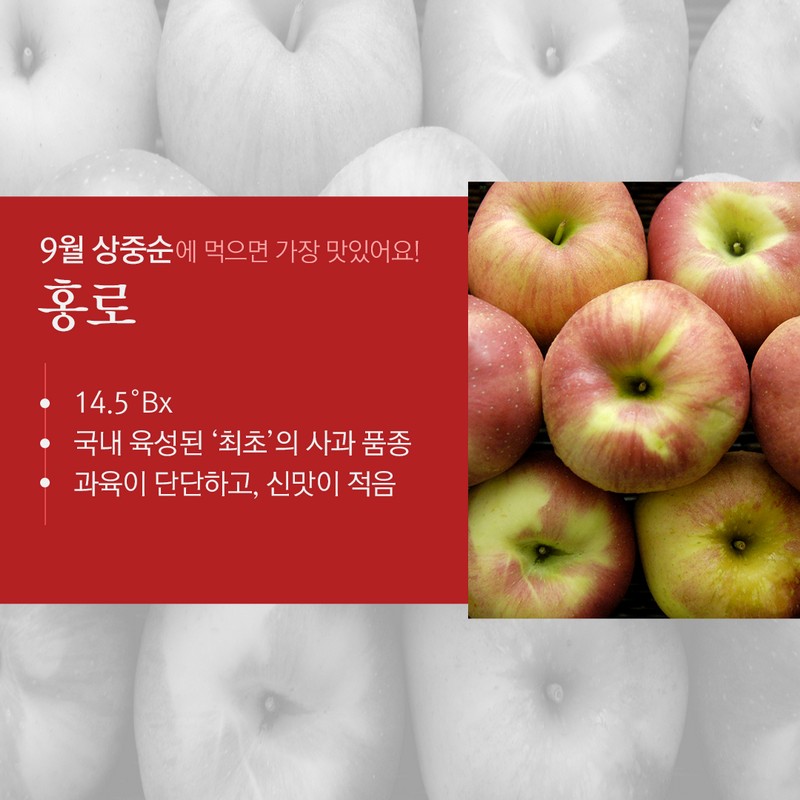 사과의 종류별 수확시기를 통해 가장 맛있는 사과철을 알아보자! 사진 5번