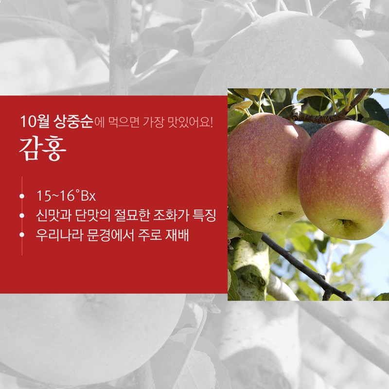사과의 종류별 수확시기를 통해 가장 맛있는 사과철을 알아보자! 사진 7번