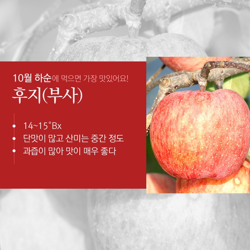 사과의 종류별 수확시기를 통해 가장 맛있는 사과철을 알아보자! 사진 8번