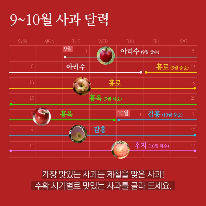 사과의 종류별 수확시기를 통해 가장 맛있는 사과철을 알아보자! 사진 9번