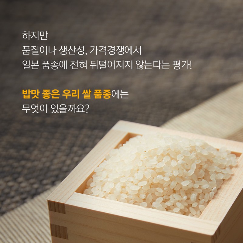10월 제철농산물로 우리밥상을 책임지는 국가대표 쌀 품종 사진 3번