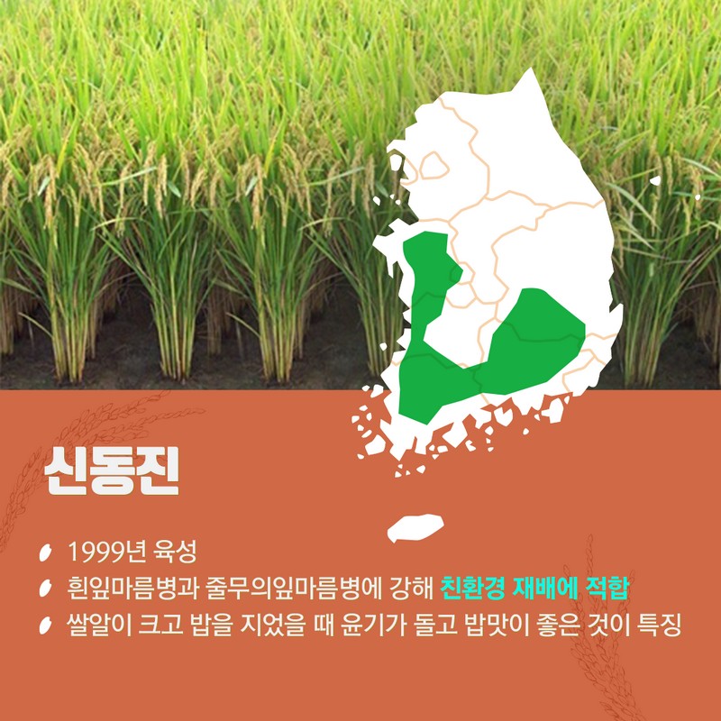 10월 제철농산물로 우리밥상을 책임지는 국가대표 쌀 품종 사진 4번