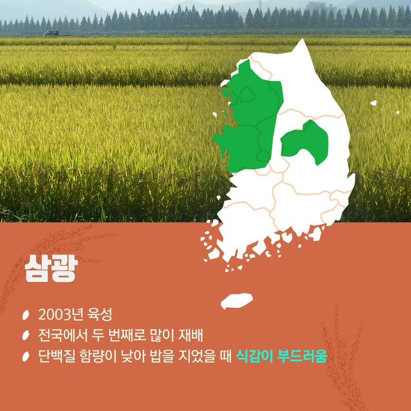 10월 제철농산물로 우리밥상을 책임지는 국가대표 쌀 품종 사진 5번