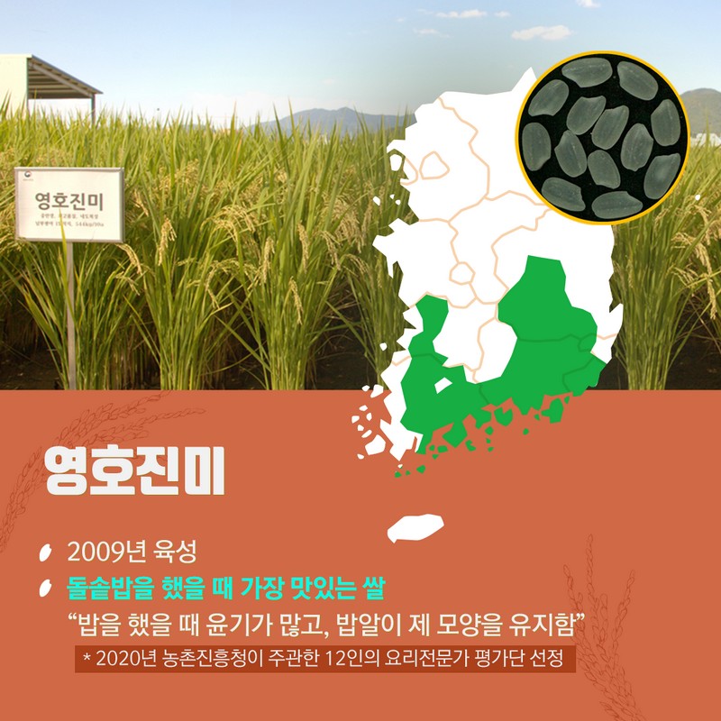 10월 제철농산물로 우리밥상을 책임지는 국가대표 쌀 품종 사진 6번