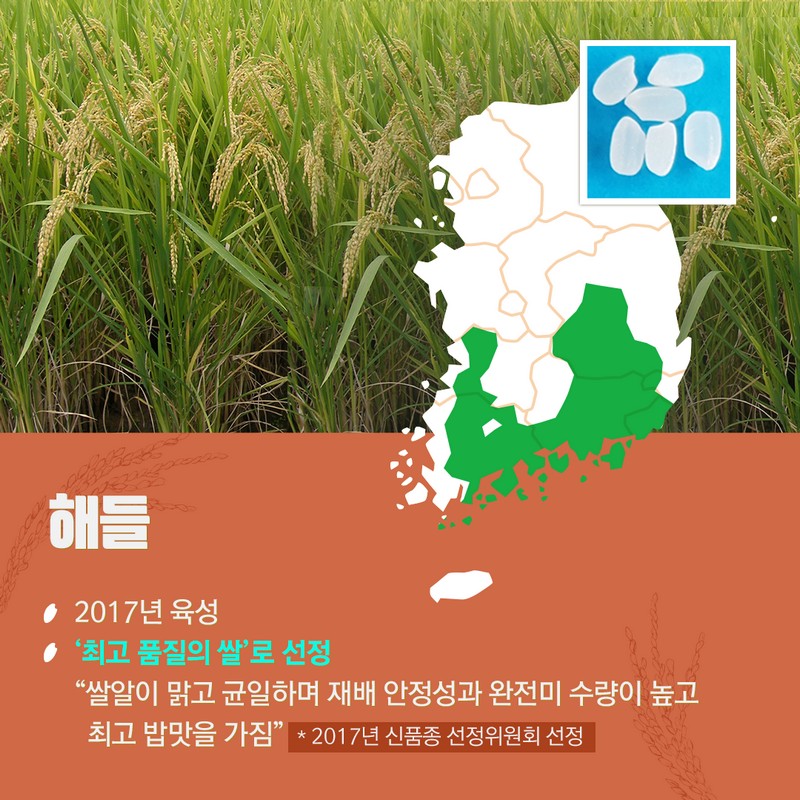 10월 제철농산물로 우리밥상을 책임지는 국가대표 쌀 품종 사진 7번