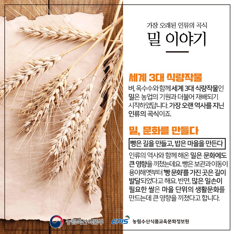 건강에 좋은 우리 잡곡 - 밀편 사진 2번