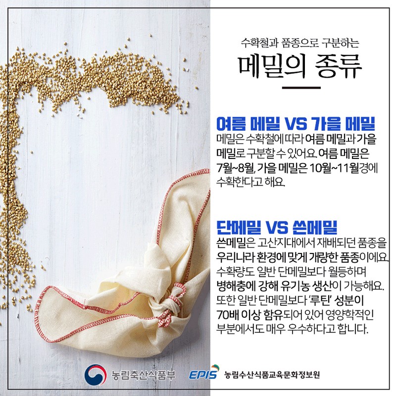 건강에 좋은 우리 잡곡 - 메밀편 사진 3번