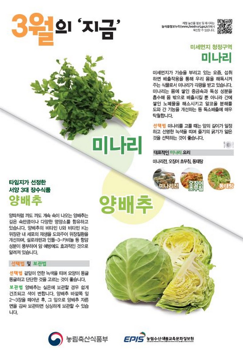 [3월] 미나리, 양배추 사진 1번