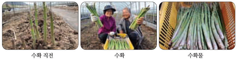 아스파라거스 재배과정 수확
