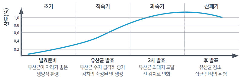 김치 자연발효의 4단계