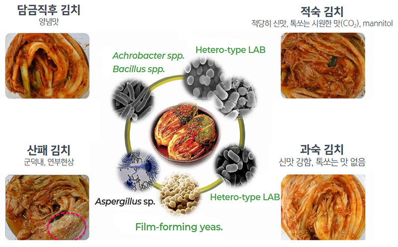 김치발효에 따른 미생물 천이변화와 김치맛의 변화