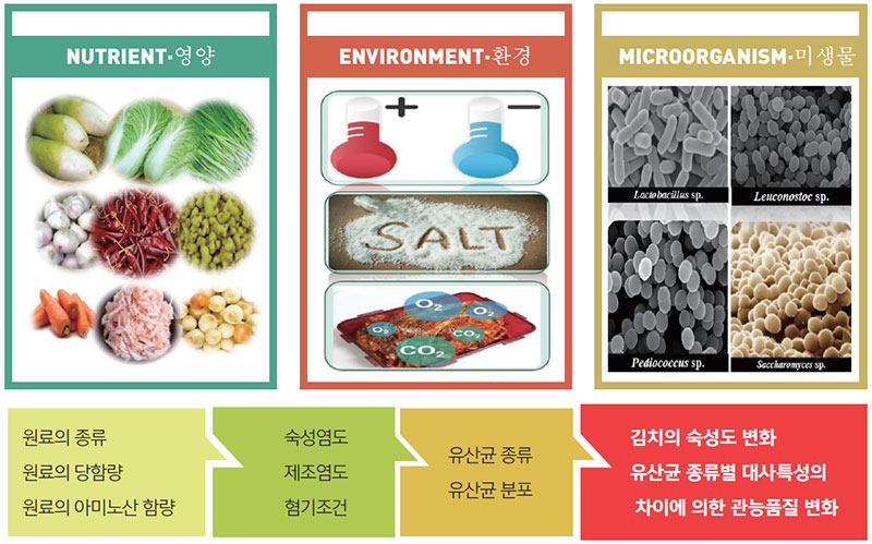 김치발효에 영향을 주는 요인