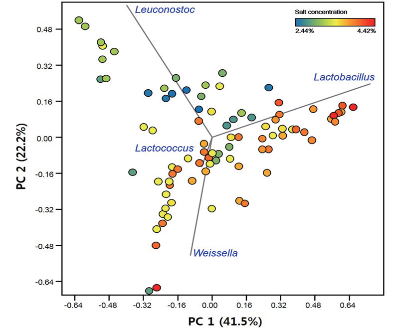 김치 염도에 따른 유산균 군집변화