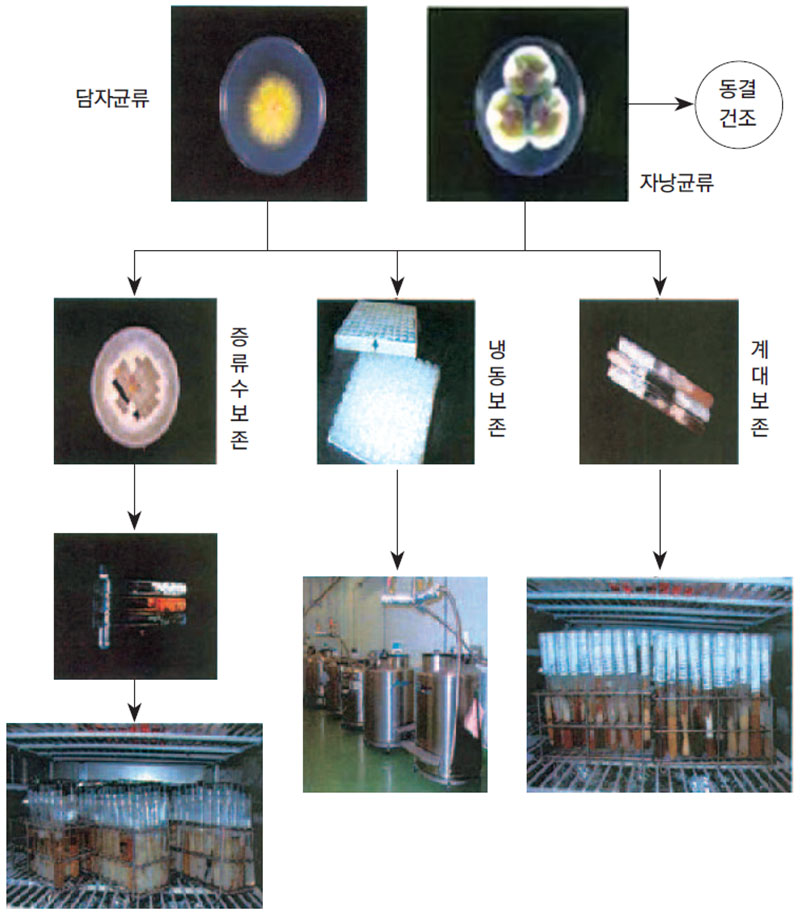 사상균류의 보존 방법