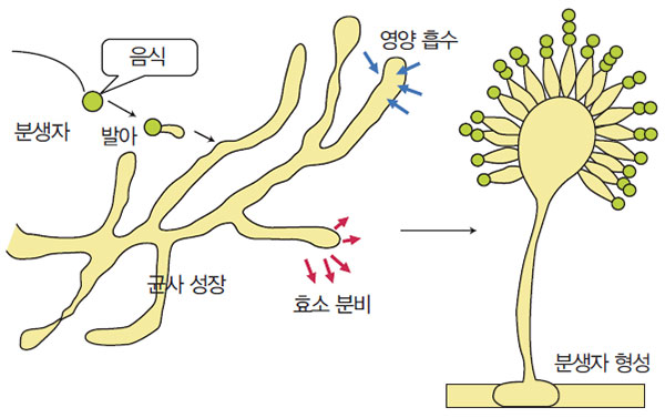 양조용 곰팡이 생활환경