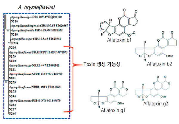 누룩곰팡이(A. flavus)의 아플라톡신 생성