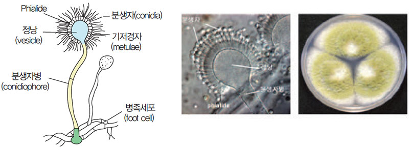 누룩곰팡이속 형태학적 특성