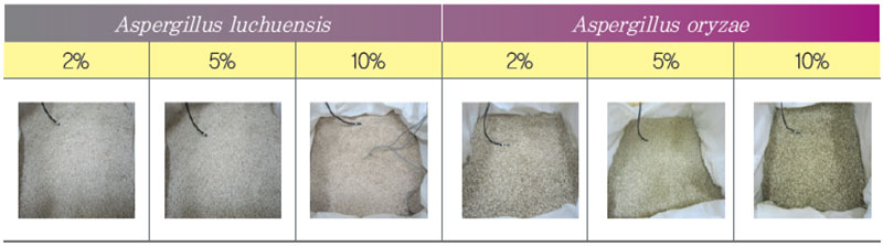 액체종균 접종량에 따른 쌀누룩 제조