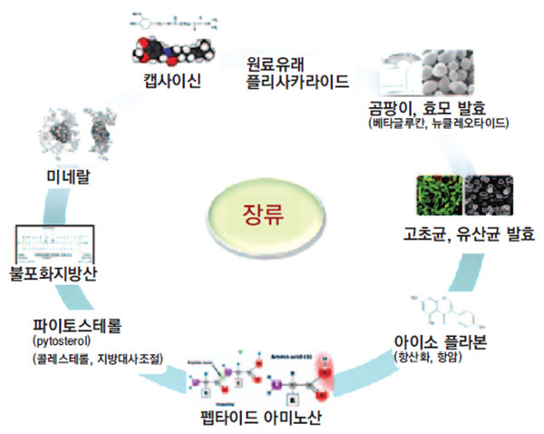 전통장류의 건강 기능성